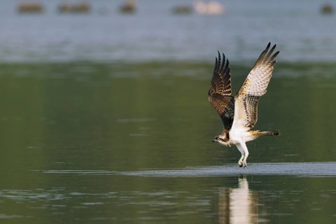 Fischadler, lat. Pandion haliaetus, fliegt von der Wasseroberfläche nach erfolglosem Jagdversuch