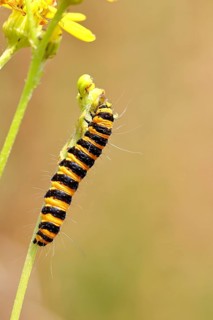 St. Jacob's weed bear or blood bear (Tyria jacobaeae), butterfly caterpillar, moth, family