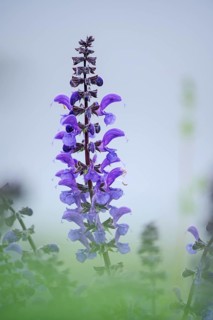 Meadow sage (Salvia pratensis), single flower candle, Oberhausen, Ruhr area, North