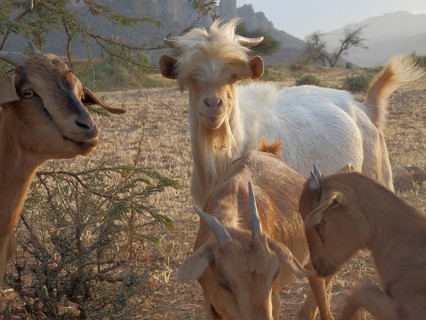 Group of goats (caprae) on a barren pasture with hills in the background, Tigray, Ethiopia
