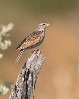 Horsfield's Bush Lark (Mirafra javanica) perched on a branch, Victoria, Australia