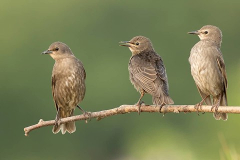 Common Starling (Sturnus vulgaris) juveniles perched on a branch, Serbia