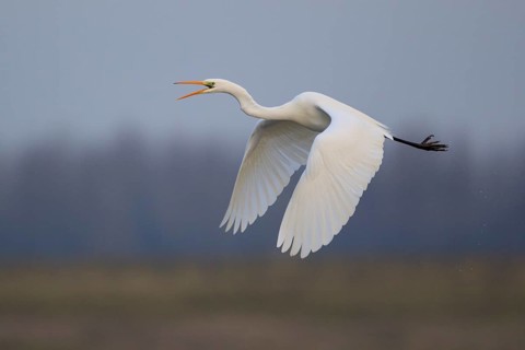 Great Egret (Ardea alba) calling in flight, North Rhine-Westphalia, Germany