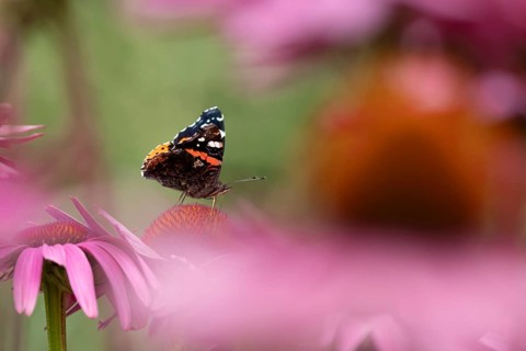 Red admiral butterfly (Vanessa atalanta) adult insect feeding on a garden purple Coneflower