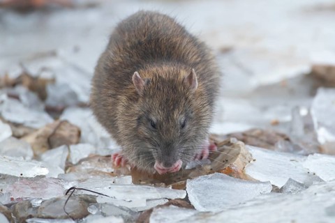 Brown rat (Rattus norvegicus) adult rodent animal feeding on seed on ice in winter, England, United
