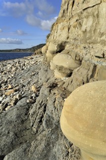 Rounded nodules on the beach near Osmington Mills, made of calcite-cemented sandstone, come from
