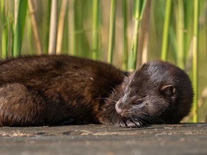 A mink grooming its fur