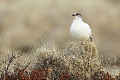 Rock Ptarmigan (Lagopus muta) male, Myvatn, Iceland