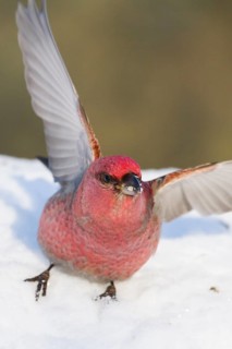 Pine Grosbeak - Hakengimpel - Pinicola enucleator, Finland, adult male
