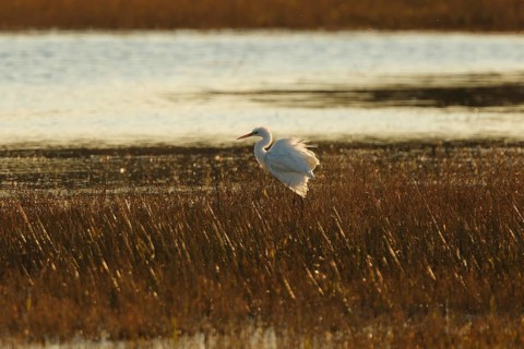 A serene white egret stands elegantly amidst the golden marshland, bathed in the warm glow of the