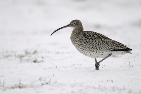 Eurasian Curlew (Numenius arquata), Germany