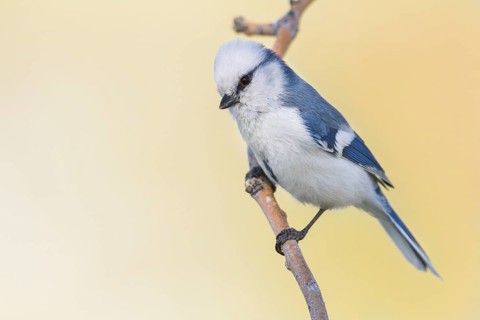 Azure Tit - Lasurmeise - Cyanistes cyanus ssp. koktalensis, Kazakhstan, adult male