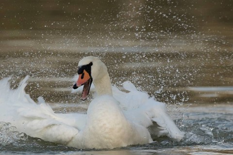 Mute Swan (Cygnus olor) bathing, Bavaria, Germany