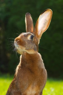 A hare rabbit, red-brown, red-brown, animals, rabbit, hare, hares, pet, meadow, portrait,