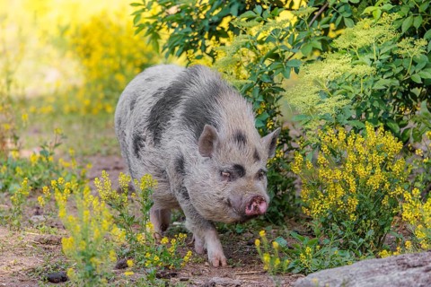 A Kunekune pig (sus scrofa domesticus), a domestic breed from New Zealand walks walks through a