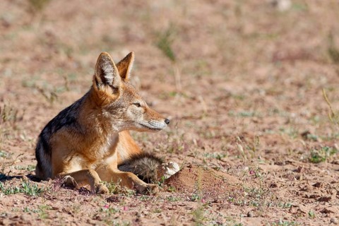 Black-backed jackal (Lupulella mesomelas), adult animal, lying in the grassland, looking around,