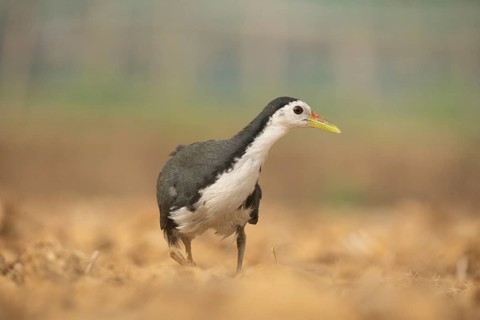 A white-breasted waterhen (Amaurornis phoenicurus), Sreepeur, Gazipur