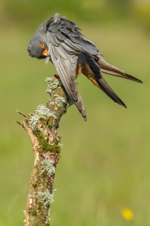 Red-Footed Falcon (Falco vespertinus), adult male preening on a branch, Galicia, Spain