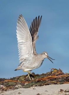 Short-billed Dowitcher (Limnodromus griseus), California, USA