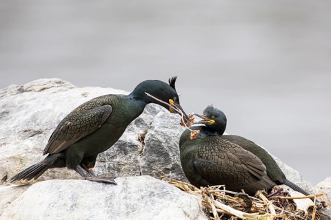 Cormorant (Gulosus aristotelis), breeding pair building a nest, Hornøya Island, Vardø, Varanger,