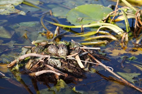 Black Tern (Chlidonias niger) nest with eggs, Mecklenburg-Western Pomerania, Germany