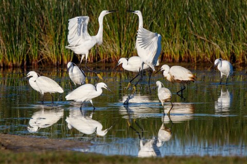 Little Egret (Egretta garzetta), Greece