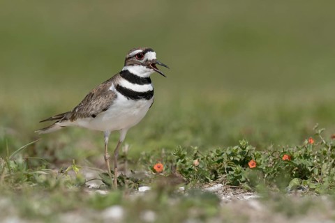 Killdeer (Charadrius vociferus) calling, Texas, USA