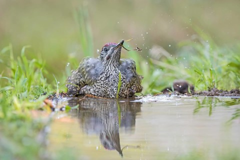 European Green Woodpecker (Picus viridis) juvenile bathing, Aosta Valley, Italy