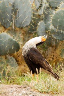 Northern Crested Caracara (Caracara cheriway) displaying, Texas, USA