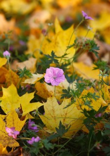 Flowering cranesbill (Geranium), in autumn foliage, North Rhine-Westphalia, Germany