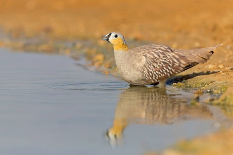 Crowned flying fowl, (Pterocles coronatus), North America, Middle East, family of flying fowl,