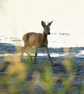 Roe deer (Capreolus capreolus), young roebuck standing on a muddy surface at a lake, wildlife,