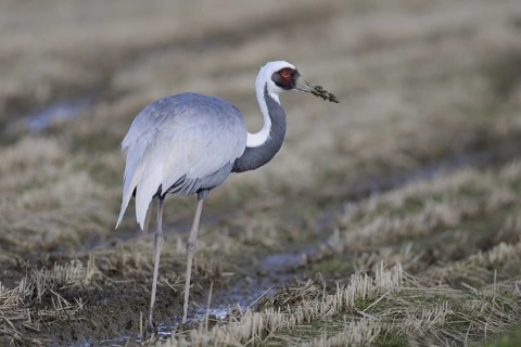 White-naped Crane (Antigone vipio), Arasaki, Japan