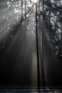 Rays of light in the forest, Emsland, Lower Saxony, Germany