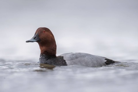 Common Pochard (Aythya ferina) male, Schleswig-Holstein, Germany