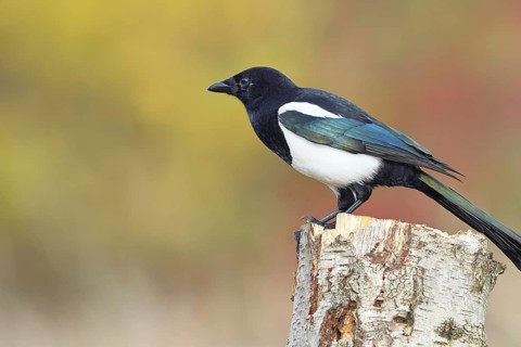 European magpie (Pica pica), sitting calling on a tree stump of a grey birch (Betula populifolia),