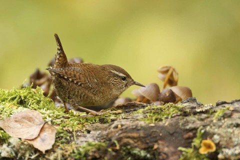 Eurasian Wren (Troglodytes troglodytes), Rhineland-Palatinate, Germany