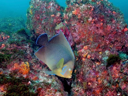 Koran angelfish (Pomacanthus semicirculatus)
