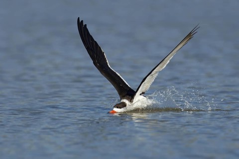 Black Skimmer (Rynchops niger) flying, Florida, USA