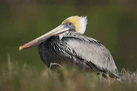 Brown Pelican (Pelecanus occidentalis), Florida, USA