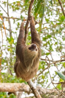 Male two toed sloth (Choloepus didactylus) hanging upside down and climbing on almond tree. Beach,
