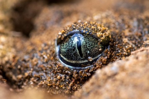 A detailed macro shot of a common spadefoot toad's eye, blending seamlessly with the surrounding