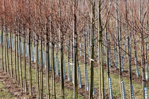 Tree nursery, Germany