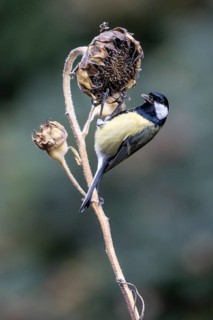Great tit (Parus major) on a sunflower, Emsland, Lower Saxony, Germany