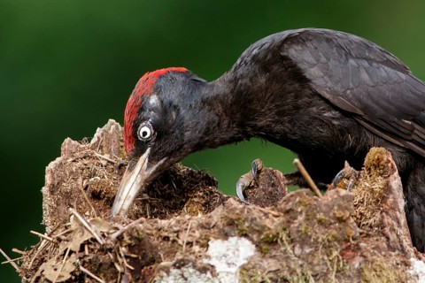 Black woodpecker (Dryocopus martius), male on forest, Castile and Leon, Spain
