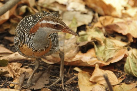 Buff-banded Rail (Gallirallus philippensis), Queensland, Australia