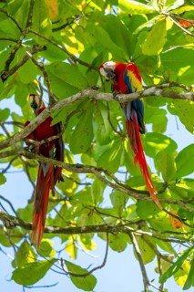 Scarlet Macaw (Ara macao) eating fruit in catappa tree (Terminalia catappa), Puntarenas province,