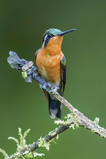 White-throated Mountain-Gem (Lampornis castaneoventris) perched on a branch in Panama