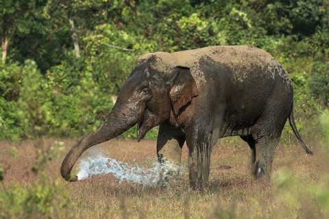 Asian Elephant (Elephas maximus) adult drinking at water hole, West Bengal, India