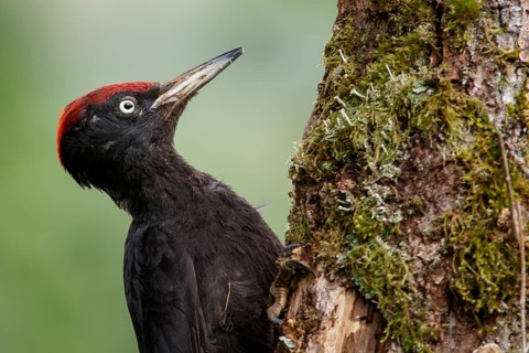 Black woodpecker (Dryocopus martius), male on forest, Castile and Leon, Spain
